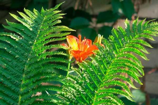 «Папараць-кветка в ботаническом саду»