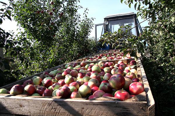 «Студентам в сельских хозяйствах рады». Учащиеся БГАТУ помогают убирать яблоки