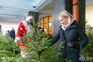 Белорусские лесхозы реализовали уже почти 70 тысяч новогодних деревьев