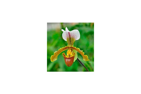 ГНУ «Централ. ботанический сад НАН Беларуси» приглашает всех посетить VII специализированную выставку – продажу Орхидей «Остров сокровищ».