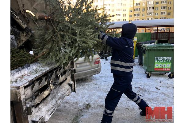 После новогодних праздников елки минчан заберут на переработку
