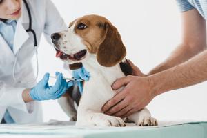 Бесплатная вакцинация домашних животных от бешенства проводится в Минске