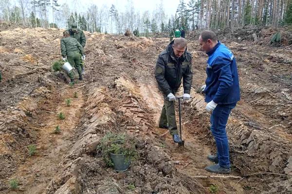 Трудовой коллектив завода «Агат» высадил 1 753 дерева в Боровлянском лесничестве